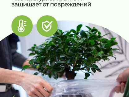 Петуния розовая Nido