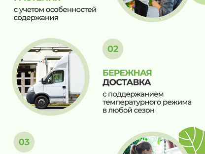 Петуния розовая Nido